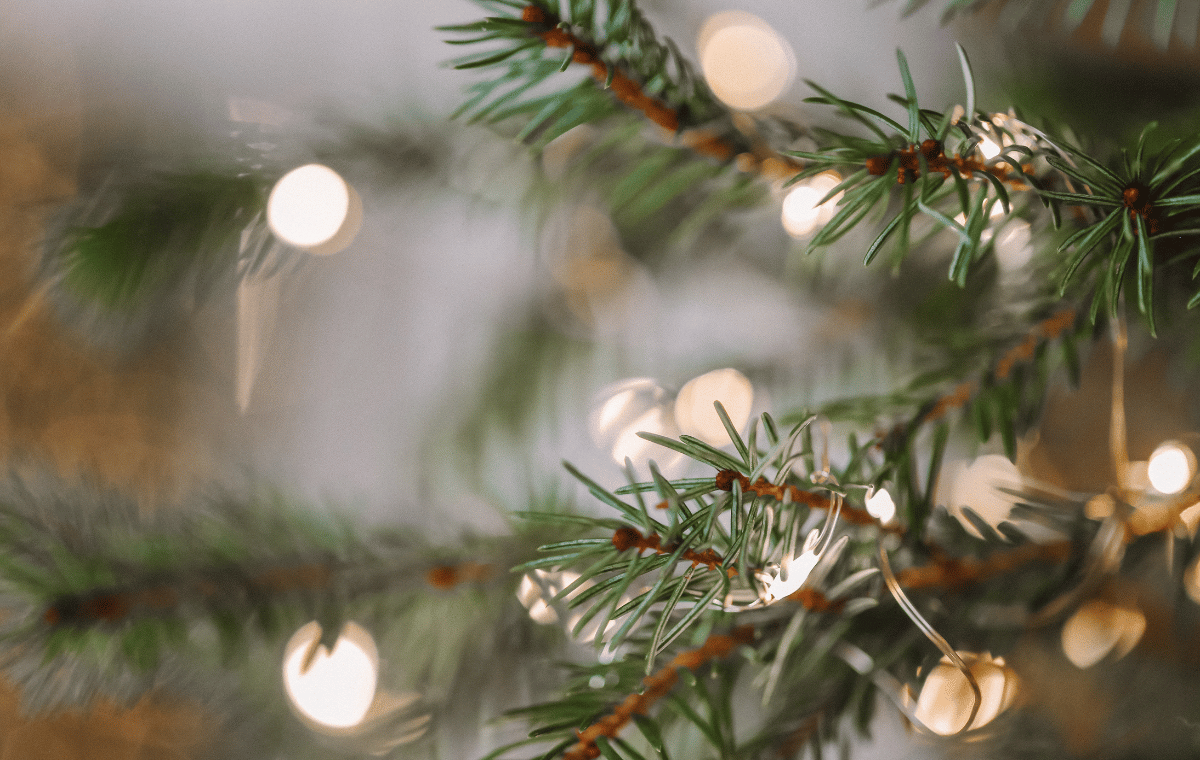 close up of a pine tree with lights